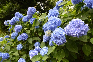 あじさい、アジサイ、紫陽花