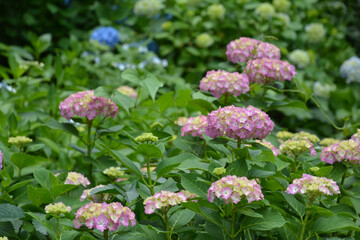Fototapeta premium あじさい、アジサイ、紫陽花