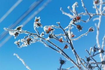 snow covered branches, rosehip on the background of blue sky, nurture after the winter,  flora, rad barriers, bush