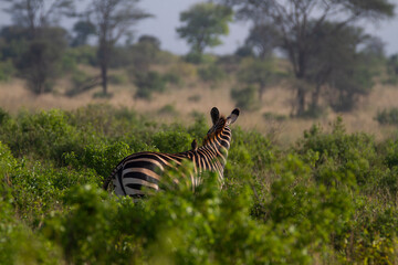 Zebra with bird on his back during sunset in Kenya.