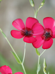 Linum grandiflorum 'Rubrum' | Red or scarlet flax flower with five red petals fringed with black,...