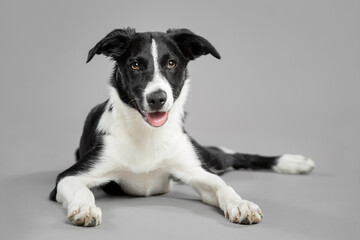 isolated black and white border collie puppy portrait lying down looking happy on a grey seamless background in the studio