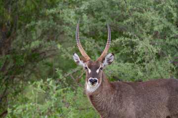 Naklejka na ściany i meble Antelope close up in front of trees in Kenya.