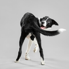 Fototapeta na wymiar isolated black and white border collie puppy portrait spinning around clockwise trick looking happy on a grey seamless background in the studio