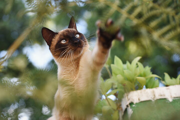 Siamese cat playing with ferns outdoors.