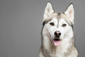 isolated siberian husky dog portrait close up head shot on a grey seamless background in the studio