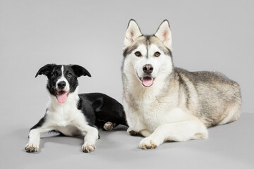 isolated black and white border collie puppy and a siberian husky portrait lying down on a grey seamless background in the studio