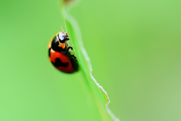 Ladybug climbing a grass leaf.
