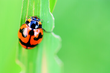 Ladybug climbing a grass leaf.
