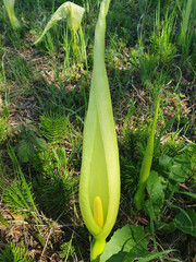 Obraz premium Blooming white flowers Arum Italicum in the green grass in the clearing of the forest. Vertical.