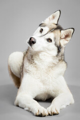 isolated siberian husky dog portrait lying down head tilting on a grey seamless background in the studio