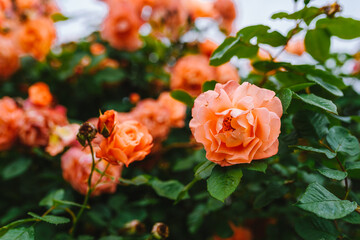 Beautiful orange rose bush close up. Blooming roses close up photo.