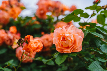 Beautiful orange rose bush close up. Blooming roses close up photo.