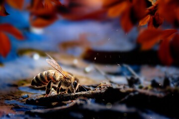 Closeup bee near water