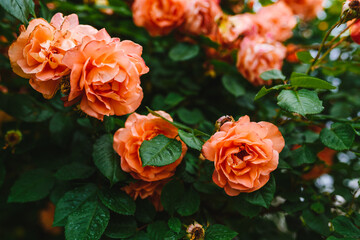 Beautiful orange rose bush close up. Blooming roses close up photo.