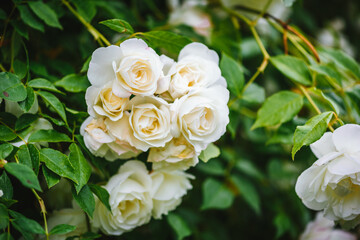 Obraz na płótnie Canvas Beautiful white roses plant / bush. Blooming white roses.