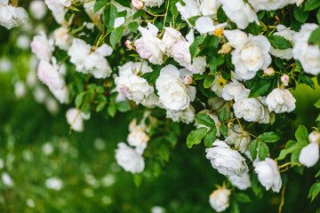 Fototapeta premium Beautiful white roses plant / bush. Blooming white roses.