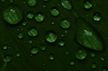 Drops of dew on the green grass. Raindrops on green leaves. Water drops. Macro photo