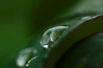 Drops of dew on the green grass. Raindrops on green leaves. Water drops. Macro photo