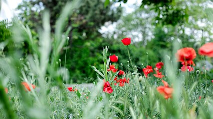 Wild flowers - poppies, cornflowers, daisies in the meadow.