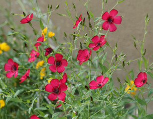 Naklejka na ściany i meble Linum grandiflorum 'Rubrum' | Red or scarlet flax flower with five red petals fringed with black, long stamens with blue pollen, waxy lanced-shaped leaves on delicate stems