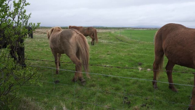 Herd of Icelandic horses in green rural pasture by barbed wire field fence, one pony walks away, close up pan