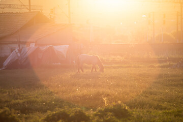 Rlone horse on meadow in sunset