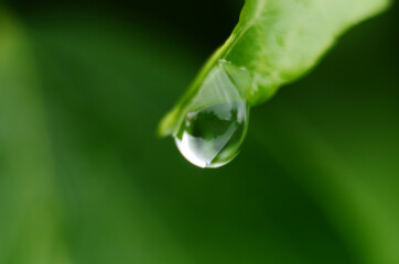 Drops of dew on the green grass. Raindrops on green leaves. Water drops. Macro photo