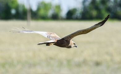 Marsh harrier (Circus aeruginosus) in flight in Siberia