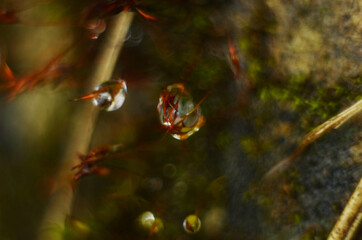 Naklejka premium Drops of dew on the green grass. Raindrops on green leaves. Water drops. Macro photo
