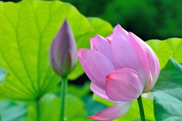 Pink water lily flower (lotus) background