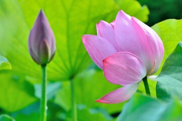 Pink water lily flower (lotus) background