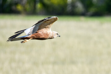 Marsh harrier (Circus aeruginosus) in flight in Siberia