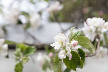 Flowers of apple tree on a blurry background of a fence. Beautiful spring background