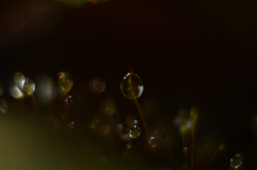 Drops of dew on the green grass. Raindrops on green leaves. Water drops. Macro photo