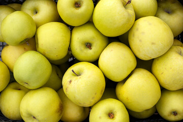 Fresh green apples fruit.