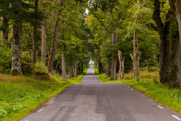 Empty smooth straight road with trees planted along