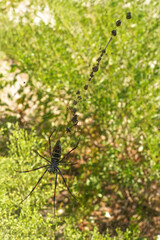 Red legged golden orb weaver spider female - Nephila inaurata madagascariensis, resting on her nest, sun over blurred bushes in background