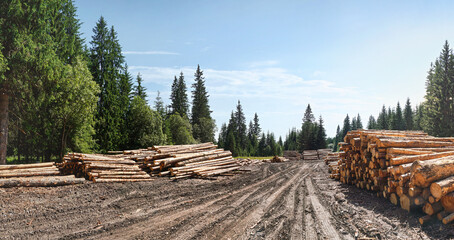 Piled logs of harvested wood next to muddy forest road, blue sky sunny day background