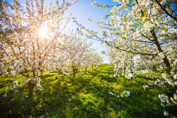 Incredible ornamental garden with blooming lush trees in idyllic sunny day.