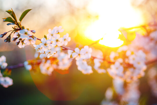 Attractive photo of blossoming tree brunch with white flowers on bokeh background in sunny day.