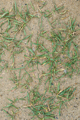 Summer background with grass on sand, vertical