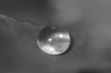 Drops of dew on the green grass. Raindrops on green leaves. Water drops. Macro photo