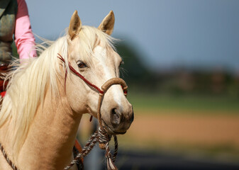 Horse western palomino in portraits with bosal, neck head neck..