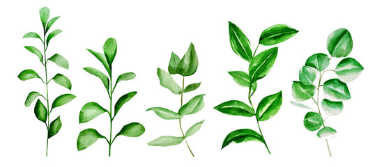 watercolor tropical leaves big set.
Handmade illustration isolated on white background, can be used for decoration of printed materials, cards and for others. Tropical theme.