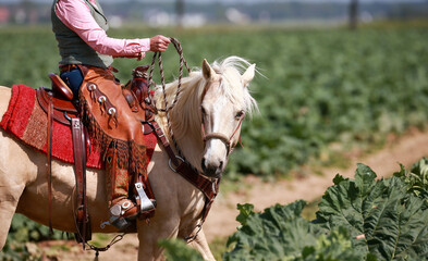 Western horse in portraits with rider and bosal bridle in the neckline stands on a field and looks...