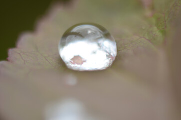Drops of dew on the green grass. Raindrops on green leaves. Water drops. Macro photo