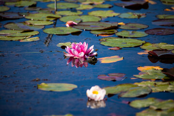 Frog in the garden pond, spawning season