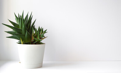 Cactus succulent on a white table with a white background. Lots of space for text. Minimalistic concept.