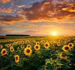Fotobehang Oranje Picturesque scene of vivid yellow sunflowers in the evening. Location place Ukraine, Europe.  © Leonid Tit